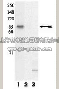 merck millipore,默克密理博,07-811,Anti-phospho-Raf1 (Ser259) Antibody