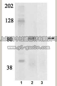 merck millipore,默克密理博,07-814,Anti-phospho-c-Raf (Ser338/Tyr340) Antibody