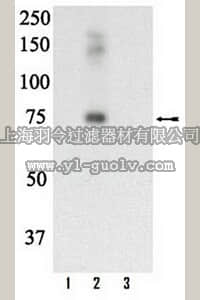 merck millipore,默克密理博,07-815,Anti-phospho-Raf-1 (Tyr340/Tyr341) Antibody