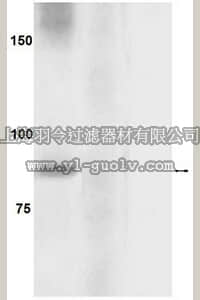 merck millipore,默克密理博,07-822,Anti-phospho-eIF2Bε (Ser539) Antibody
