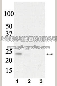 merck millipore,默克密理博,07-823,Anti-phospho eIF4E (Ser209) Antibody