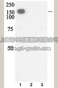 merck millipore,默克密理博,07-824,Anti-phospho-eIF4G (Ser1108) Antibody