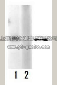 merck millipore,默克密理博,07-829,Anti-phospho-FAK (Tyr407) Antibody