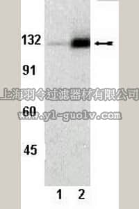 merck millipore,默克密理博,07-832,Anti-phospho-FAK (Tyr861) Antibody