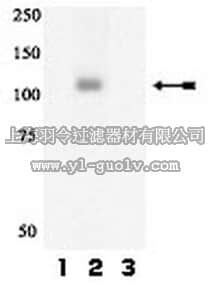 merck millipore,默克密理博,07-833,Anti-phospho-Gab1 (Tyr627) Antibody