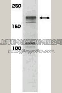 merck millipore,默克密理博,07-843,Anti-phospho-IRS1 (Ser616) Antibody