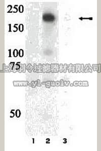 merck millipore,默克密理博,07-844,Anti-phospho-IRS1 (Tyr1179) Antibody