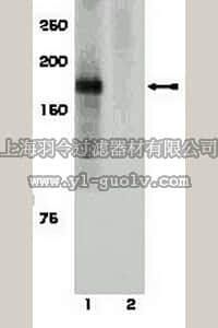 merck millipore,默克密理博,07-845,Anti-phospho-IRS1 (Tyr1229) Antibody