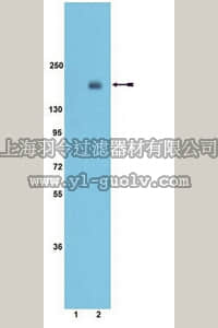 merck millipore,默克密理博,07-848,Anti-phospho-IRS1 (Tyr941) Antibody