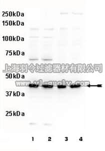 merck millipore,默克密理博,07-853,Anti-phospho-MEK1 (Thr386) Antibody