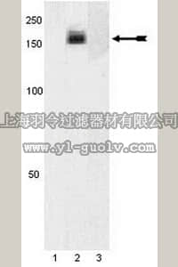 merck millipore,默克密理博,07-862,Anti-phospho-PDGFRα (Tyr754) Antibody