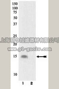 merck millipore,默克密理博,07-865,Anti-phospho-PED/PEA-15 (Ser116) Antibody