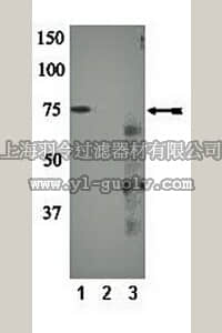 merck millipore,默克密理博,07-876,Anti-phospho-PKCη (Ser674) Antibody