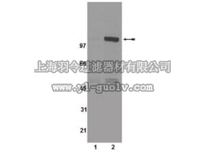 merck millipore,默克密理博,07-882,Anti-phospho-PKCµ/PKD (Ser742) Antibody