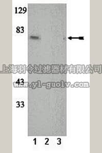 merck millipore,默克密理博,07-884,Anti-phospho-PKCθ (Ser695) Antibody