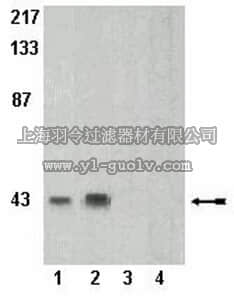 merck millipore,默克密理博,07-888,Anti-phospho-PRAS40 (Thr246) (Proline-Rich AKT substrate) Antibody