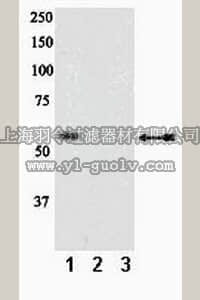 merck millipore,默克密理博,07-889,Anti-phospho-PTEN (Ser370) Antibody