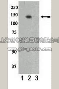 merck millipore,默克密理博,07-892,Anti-phospho-Pyk2/CAKβ/FAK2 (Tyr402) Antibody