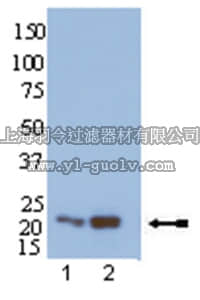 merck millipore,默克密理博,07-916,Anti-Rap1 Antibody