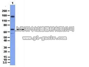 merck millipore,默克密理博,07-937,Anti-HDAC7 Antibody