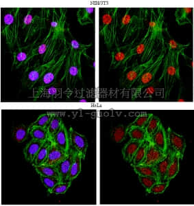 merck millipore,默克密理博,07-938,Anti-HNF-3A/ FOXA1 Antibody