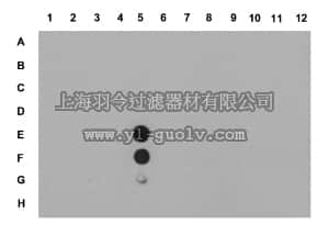 merck millipore,默克密理博,07-947,Anti-dimethyl-Histone H4 (Arg3) Symmetric Antibody