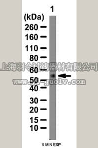 merck millipore,默克密理博,07-955,Anti-Hexim 1 Antibody