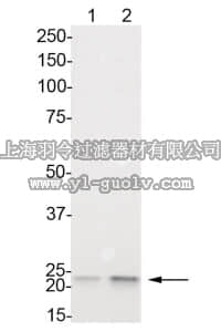 merck millipore,默克密理博,07-972,Anti-phospho-HP1 γ (Ser83) Antibody