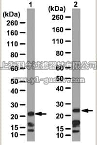 merck millipore,默克密理博,07-981,Anti-Cbx7 Antibody