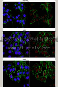 merck millipore,默克密理博,07-990,Anti-monomethyl Histone H3 (Lys56) Antibody