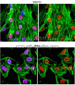merck millipore,默克密理博,07-992,Anti-trimethyl Histone H3 (Lys4/Lys9) Antibody