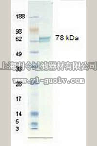 merck millipore,默克密理博,08-126,Vitronectin, human recombinant