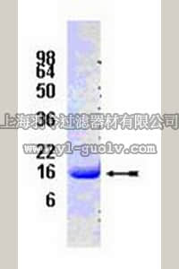 merck millipore,默克密理博,08-142,SUMO1 Protein