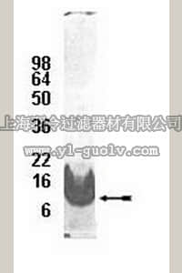 merck millipore,默克密理博,08-143,SUMO2 Protein