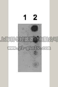 merck millipore,默克密理博,09-007,Anti-acetyl STAT5B (Lys694) Antibody