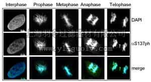 merck millipore,默克密理博,09-018,Anti-phospho Histone Macro H2A (Ser137) Antibody