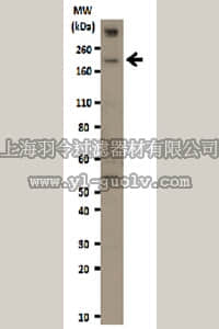 merck millipore,默克密理博,09-019,Anti-REST Antibody