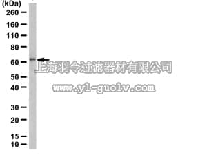 merck millipore,默克密理博,09-029,Anti-CBX4 Antibody