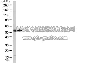 merck millipore,默克密理博,09-030,Anti-CBX6 Antibody