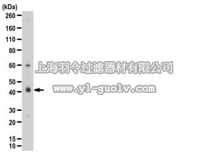 merck millipore,默克密理博,09-031,Anti-CBX8 Antibody