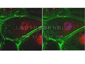 merck millipore,默克密理博,09-038,Anti-SOX17 Antibody