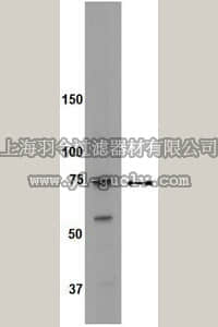 merck millipore,默克密理博,09-040,Anti-c-Rel (NFκB) Antibody