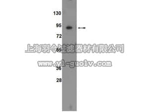 merck millipore,默克密理博,09-069,Anti-ATF6 Antibody