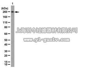 merck millipore,默克密理博,09-070,Anti-ATR Antibody