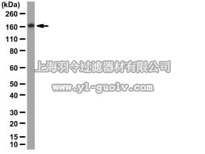 merck millipore,默克密理博,09-071,Anti-G9a (BAT8) Antibody