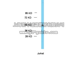 merck millipore,默克密理博,09-076,Anti-GATA3 Antibody