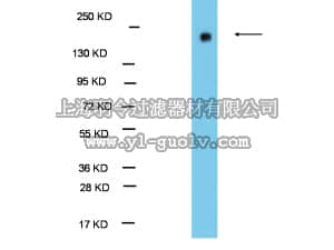 merck millipore,默克密理博,09-078,Anti-EHMT1/GLP1 Antibody