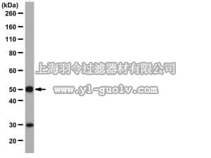 merck millipore,默克密理博,09-084,Anti-HLX1 Antibody