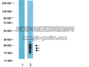 merck millipore,默克密理博,ABS31,Anti-2A Peptide Antibody