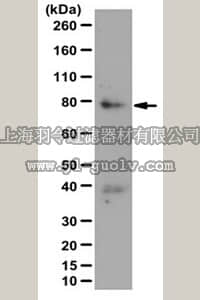 merck millipore,默克密理博,09-089-I,Anti-Notch 4 Antibody